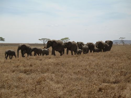 elephants tanzania line