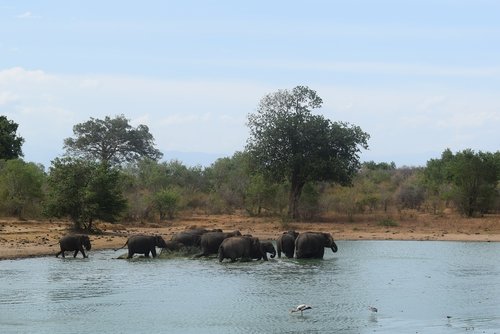 elephants  bathing  water