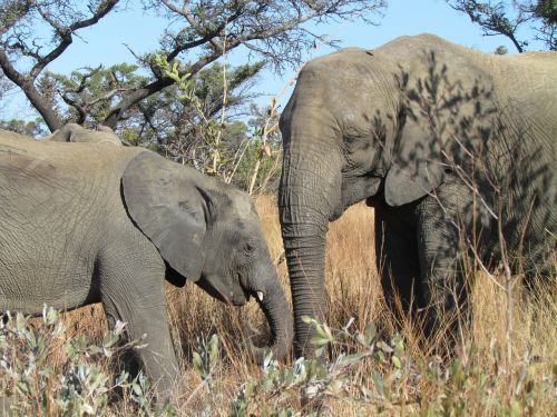 elephants baby africa