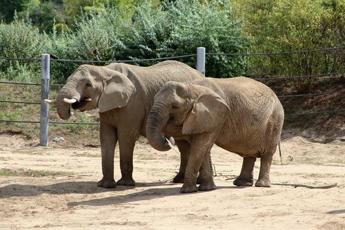 elephants  nature  safari