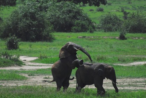 elephants  tanzania  africa