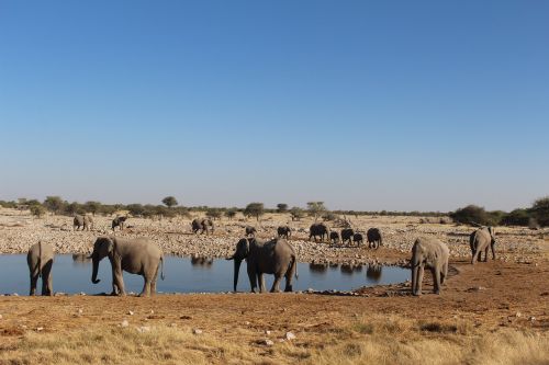elephants namibia wild