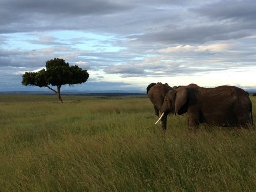 elephants tree kenya