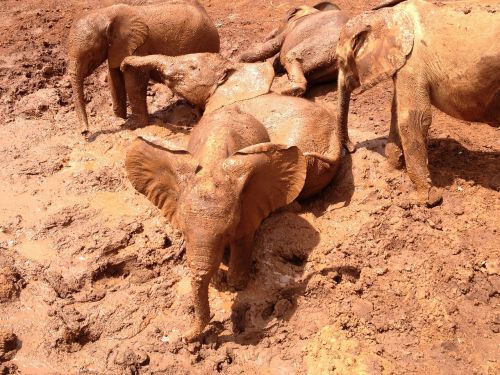 elephants mud kenya