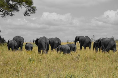 elephants tanzania africa