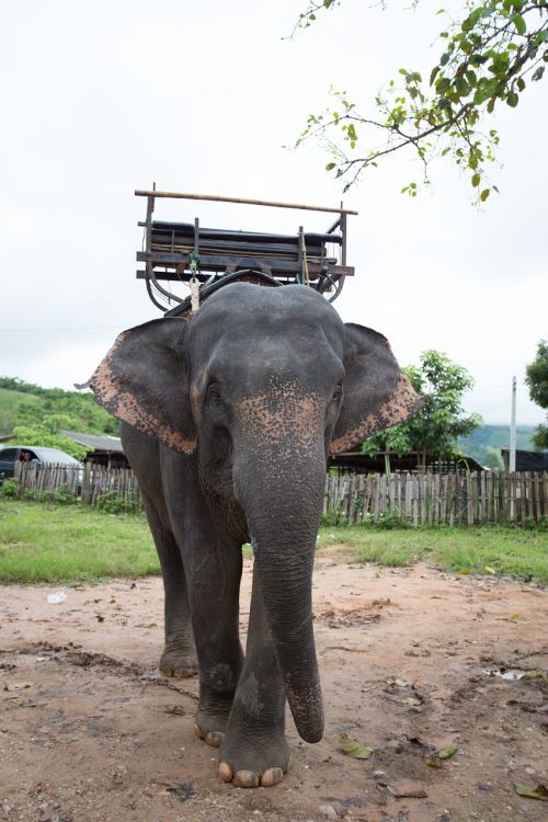 elephants thailand positive
