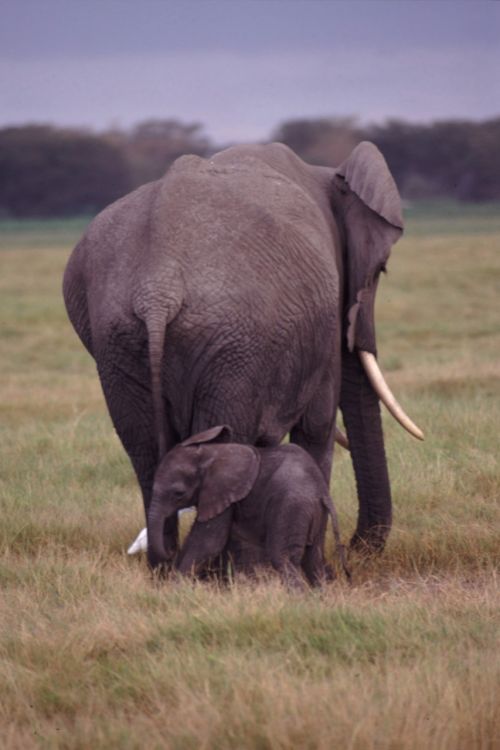 elephants mother baby
