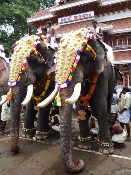 elephants indian kerala