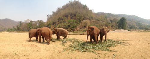elephants thailand elephant reserve