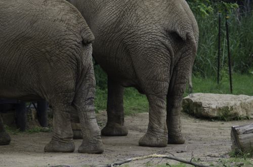 elephants butts elephant twins