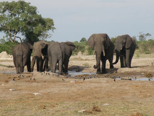 elephants wild wildlife