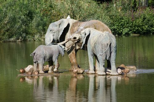 elephants sculpture water