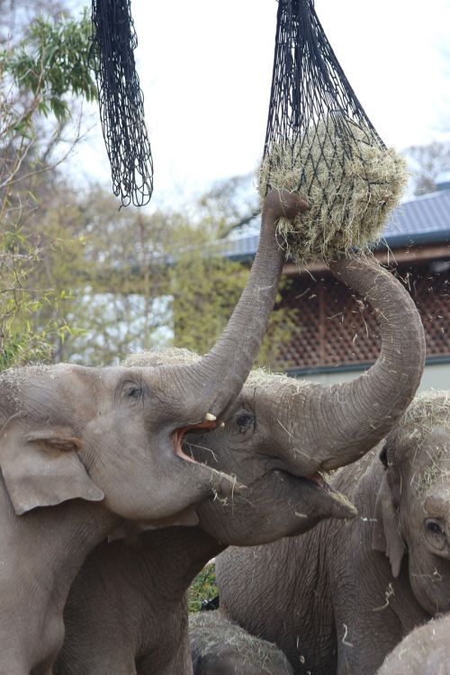 elephants feeding hay straw
