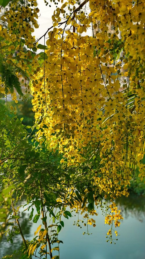 elephants trunk  pea flower  golden rain tree