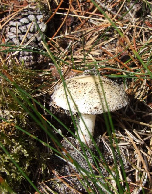 Suillus Placidus