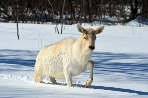 elk white wildlife