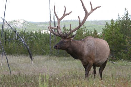 elk wildlife nature