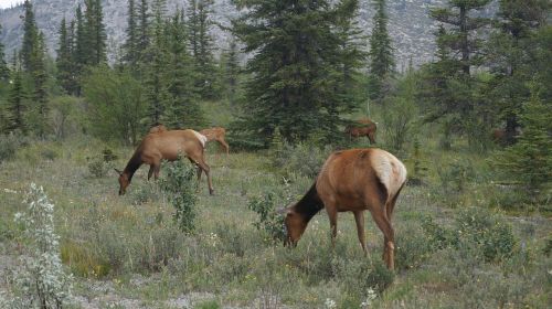 elk wilderness canada
