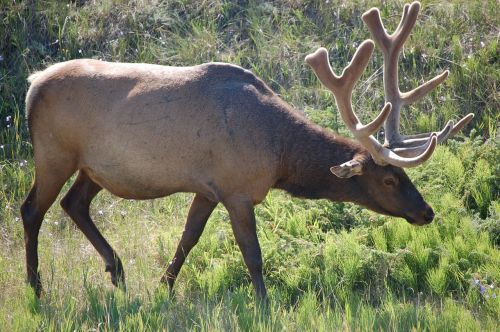 elk nature wildlife