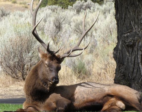 elk sleep wildlife