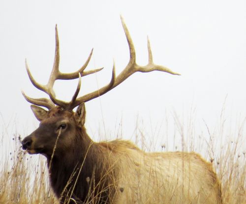 elk brown wildlife