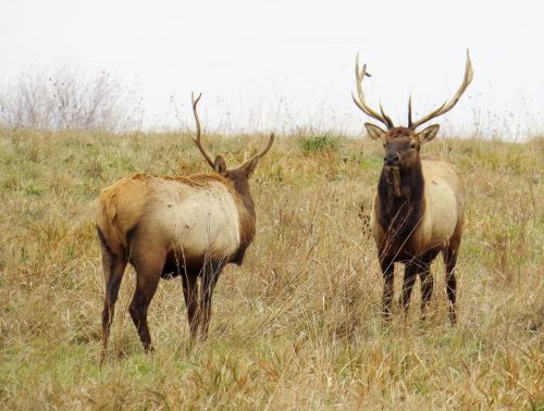 elk brown wildlife