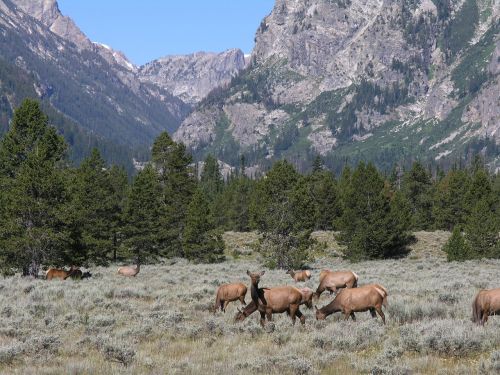 elk grazing mountains
