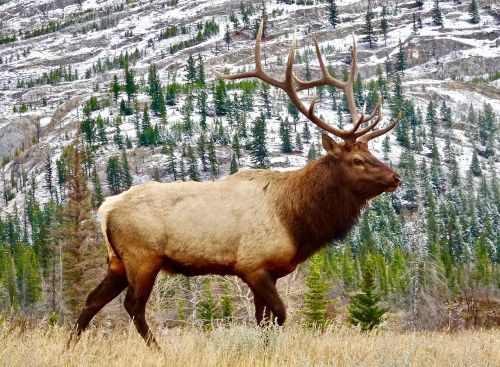 elk bull male