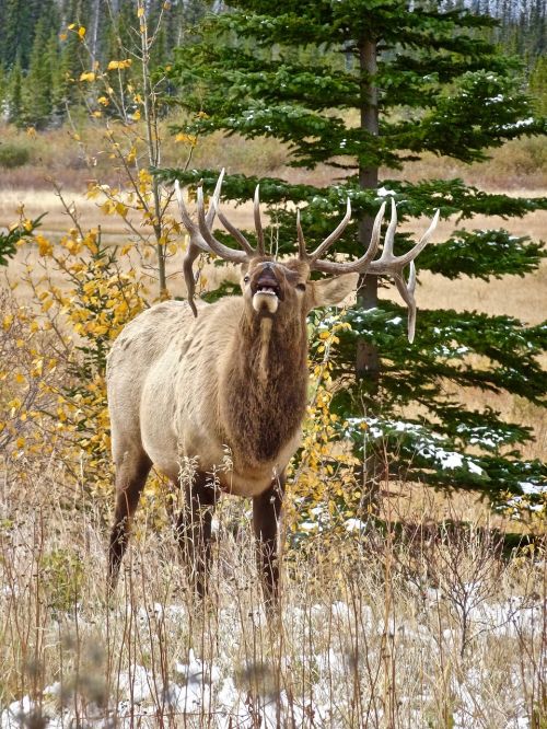 elk stag antlers