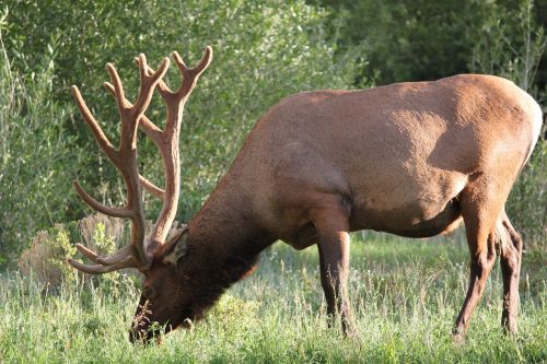 elk nature colorado