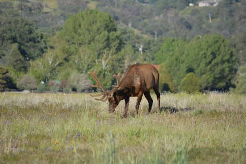 elk antlers wildlife