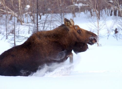 elk wild animal beast