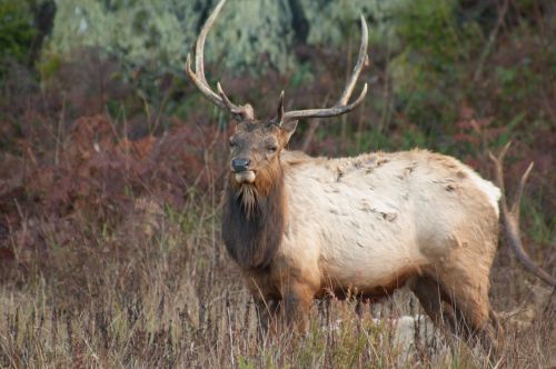 elk mammal animal