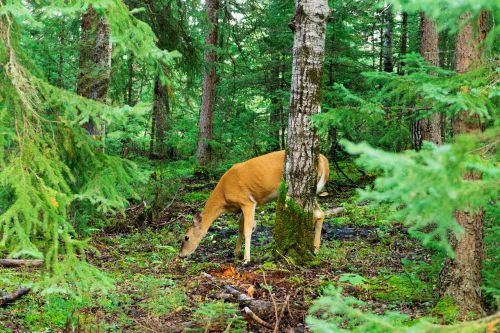 elk forest wildlife