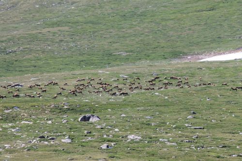 elk herd wildlife