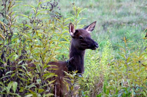 elk bugling nature