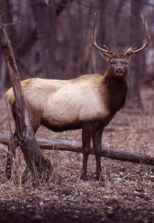 elk hooved animals big game