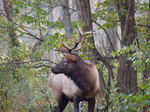 elk deer bryson city
