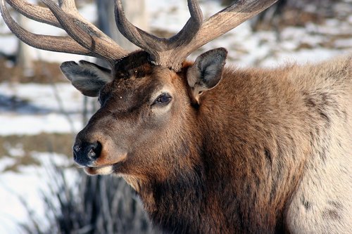 elk  close  bull