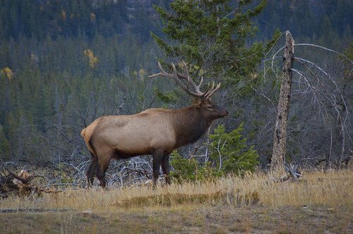 elk  animals  antlers