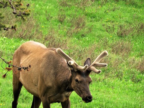 elk  yellowstone  male