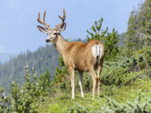 elk wildlife nature