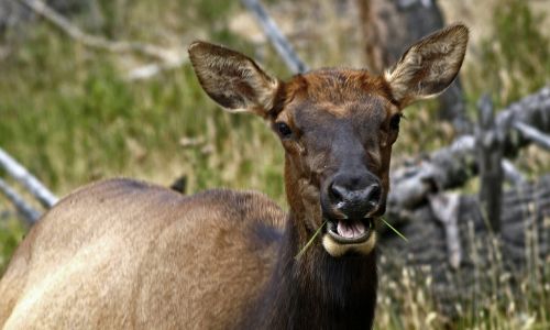 elk female wild