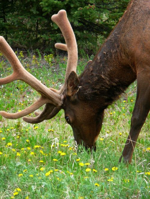 elk grazing graze