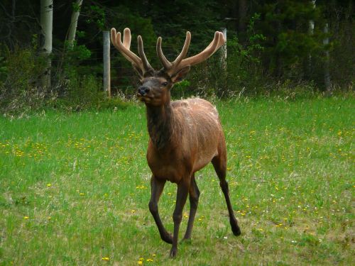 elk wildlife wild
