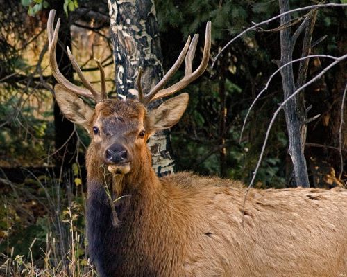elk stag close up