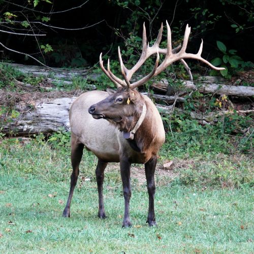 elk wildlife woods