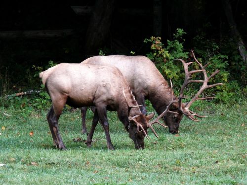 elk wildlife woods
