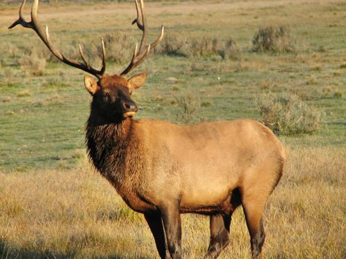 elk wild animal
