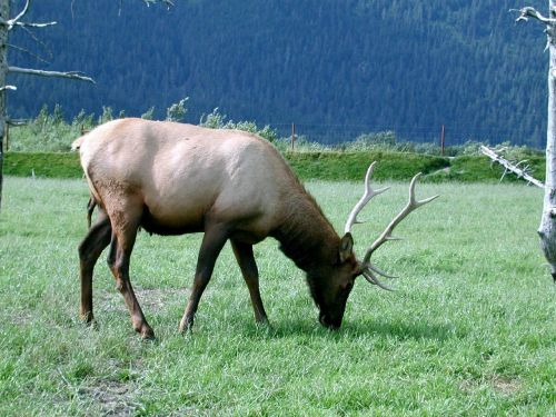 elk bull wildlife